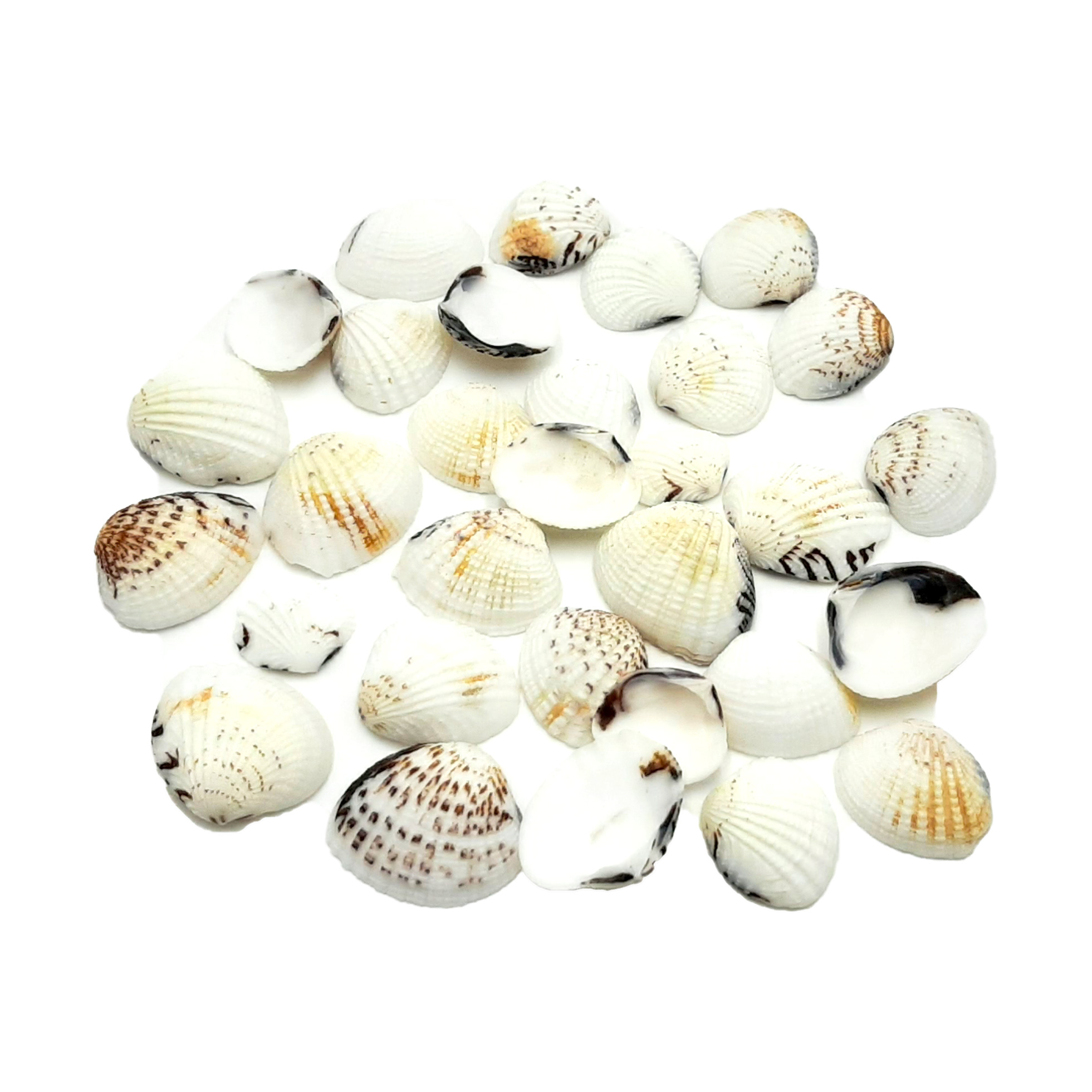 Conchiglie decorative Venus 1 / 4 cm - 2 kg, negozio online Home Decor