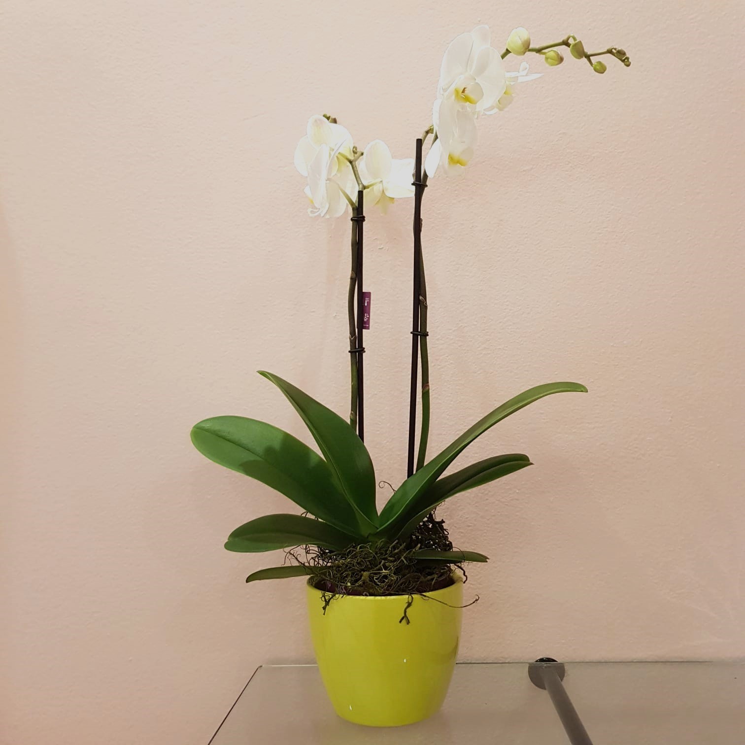 Vaso verde acido ceramica per orchidee, shop online vasi piante e