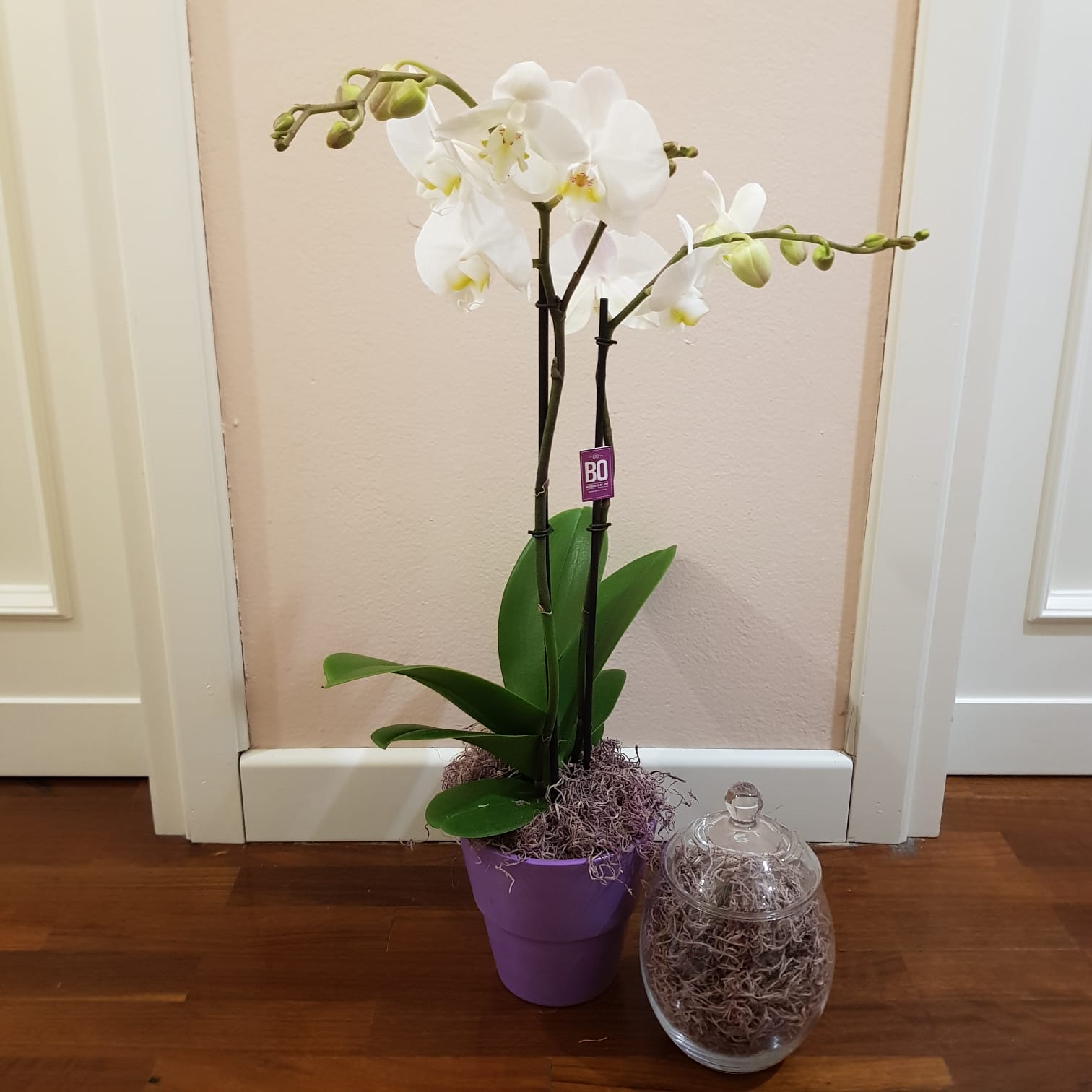 Vaso orchidea ceramica glicine, shop online vasi piante e fiori